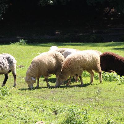 Шевченківський гай